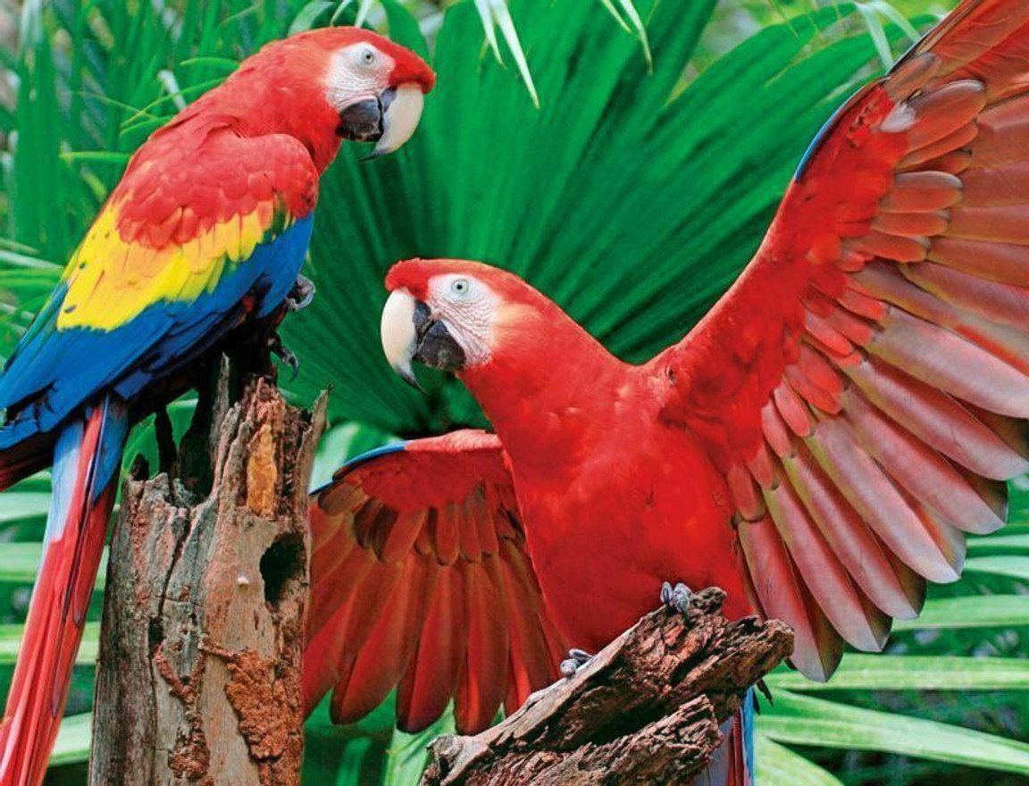 Scarlet Macaw 400 Piece Jigsaw Puzzle
