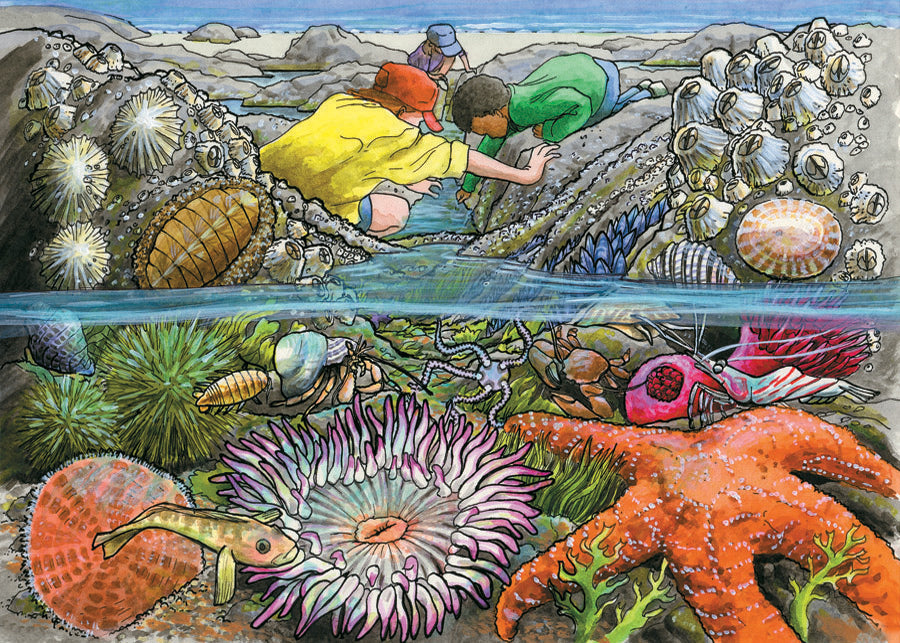 Exploring the Seashore (tray)