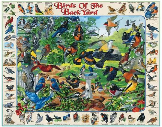 Birds of the Back Yard (267PZ) - 1000 Piece Jigsaw Puzzle