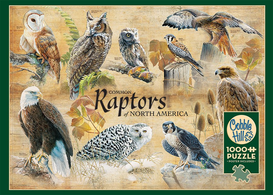 Common Raptors