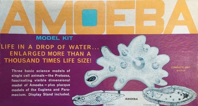 Amoeba Single Cell Model Kit