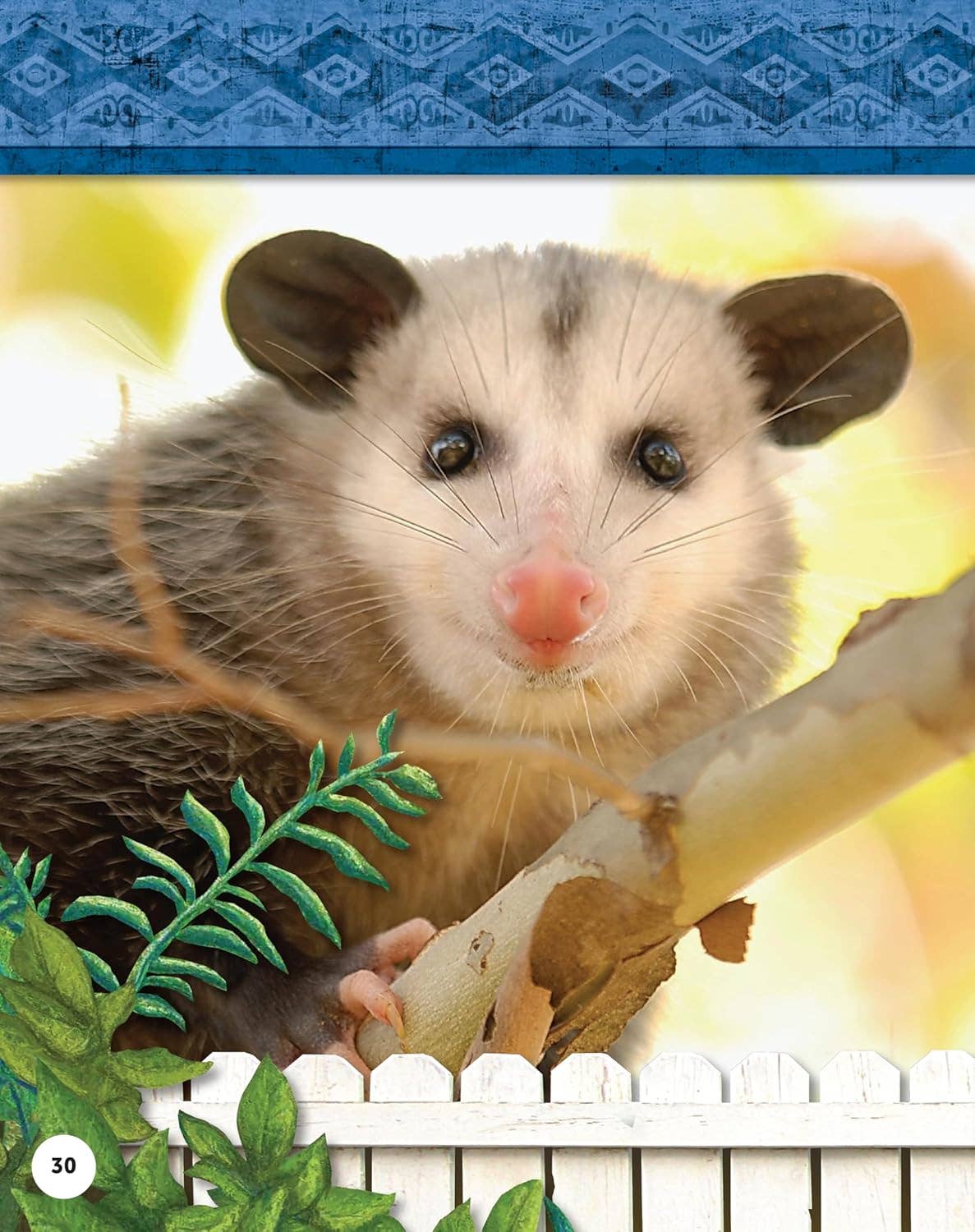 Fox Chapel Publishing - Kids' Backyard Safari: OPOSSUMS (HC) - Explore Their World!