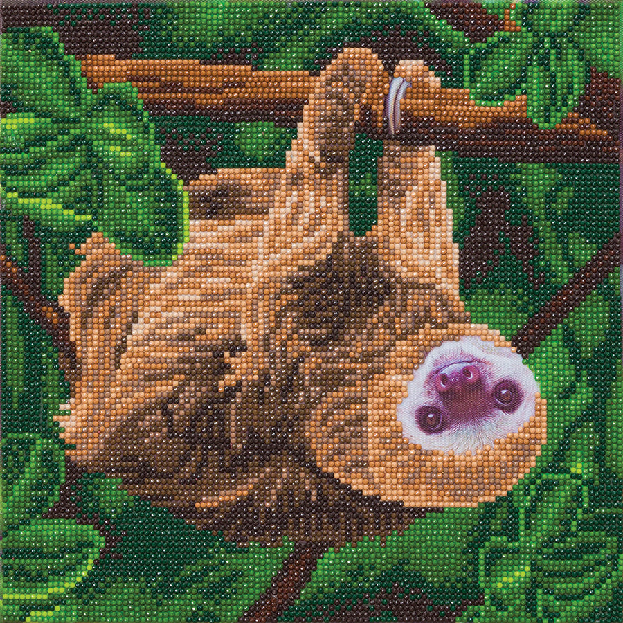 CA Mounted Kit (Med): Two Toed Sloth