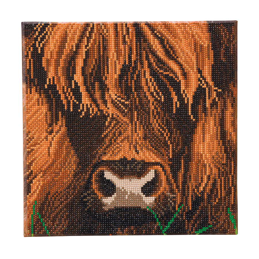 CA Mounted Kit (Med): Highland Cow
