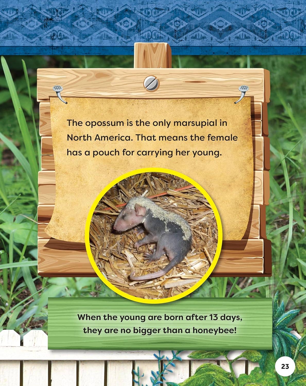 Fox Chapel Publishing - Kids' Backyard Safari: OPOSSUMS (HC) - Explore Their World!
