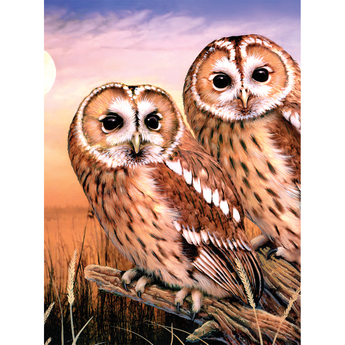 Junior Small Paint By Number Kit 8.75"X11.75"-Tawny Owls