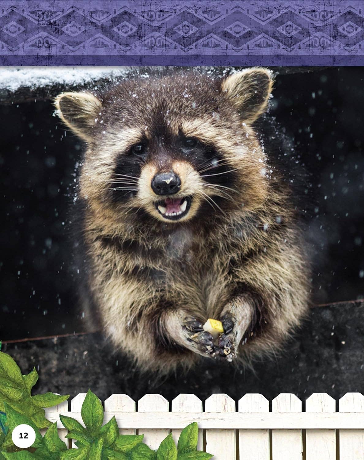 Fox Chapel Publishing - Kids' Backyard Safari:  RACCOONS (HC) - Explore Their World