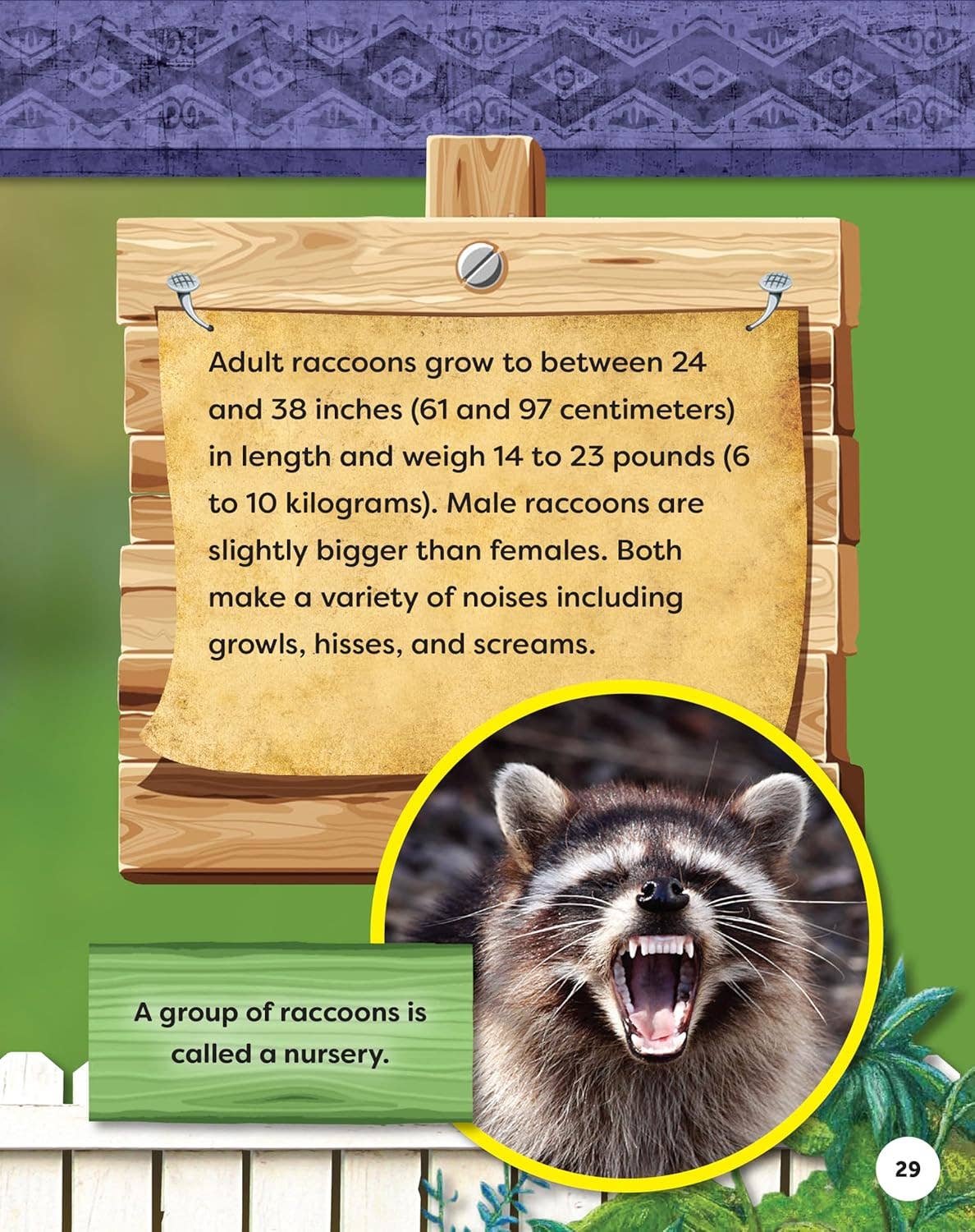 Fox Chapel Publishing - Kids' Backyard Safari:  RACCOONS (HC) - Explore Their World