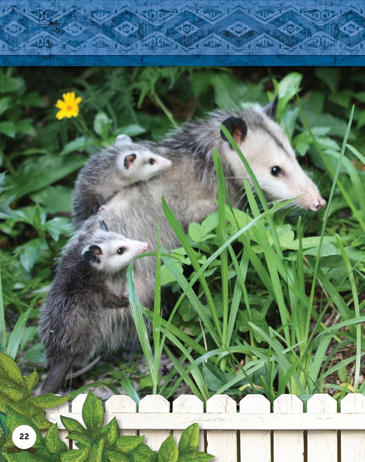 Fox Chapel Publishing - Kids' Backyard Safari: OPOSSUMS (HC) - Explore Their World!