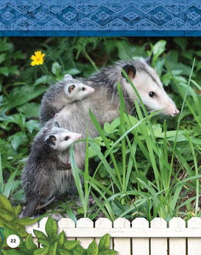 Fox Chapel Publishing - Kids' Backyard Safari: OPOSSUMS (HC) - Explore Their World!