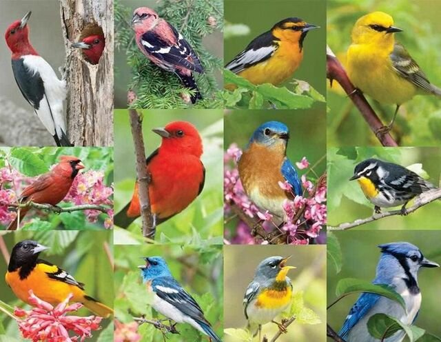 Birds of a Feather (36pc) Puzzles to Remember 36, 60 & 100 Pieces