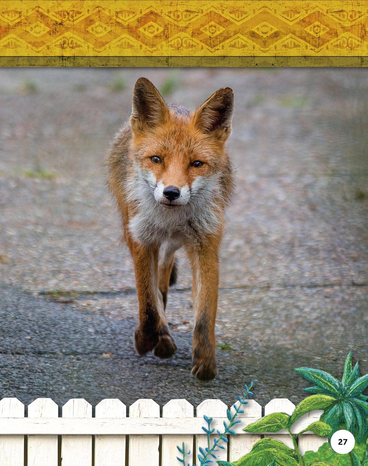 Fox Chapel Publishing - Kids' Backyard Safari: Red Foxes (HC) - Explore Their World