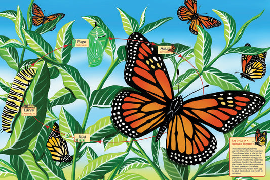 Life Cycle of a Monarch Butterfly