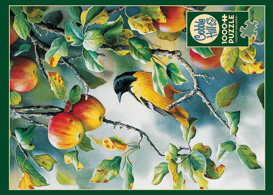 Northern Oriole