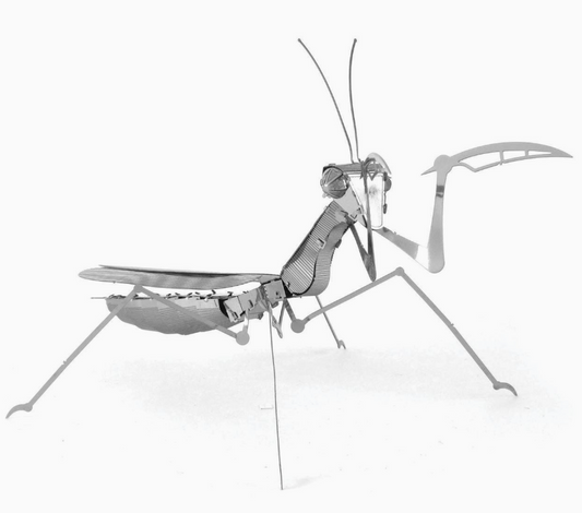 Praying Mantis