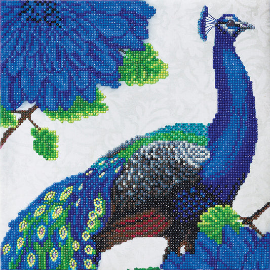 CA Mounted Kit (Med): Flowering Peacock