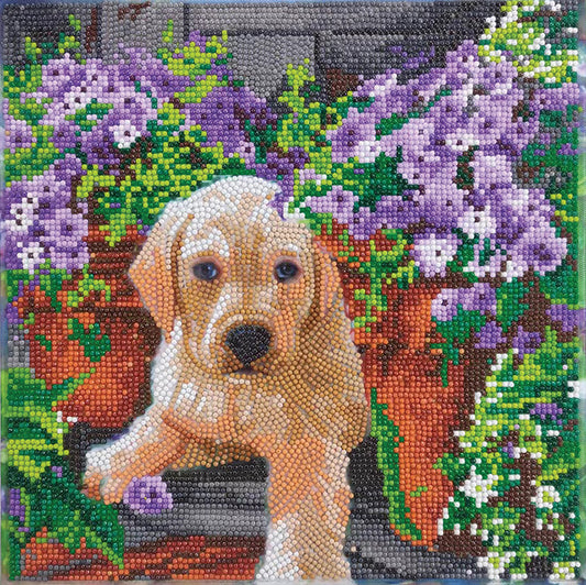 CA Mounted Kit (Med): Floral Pup