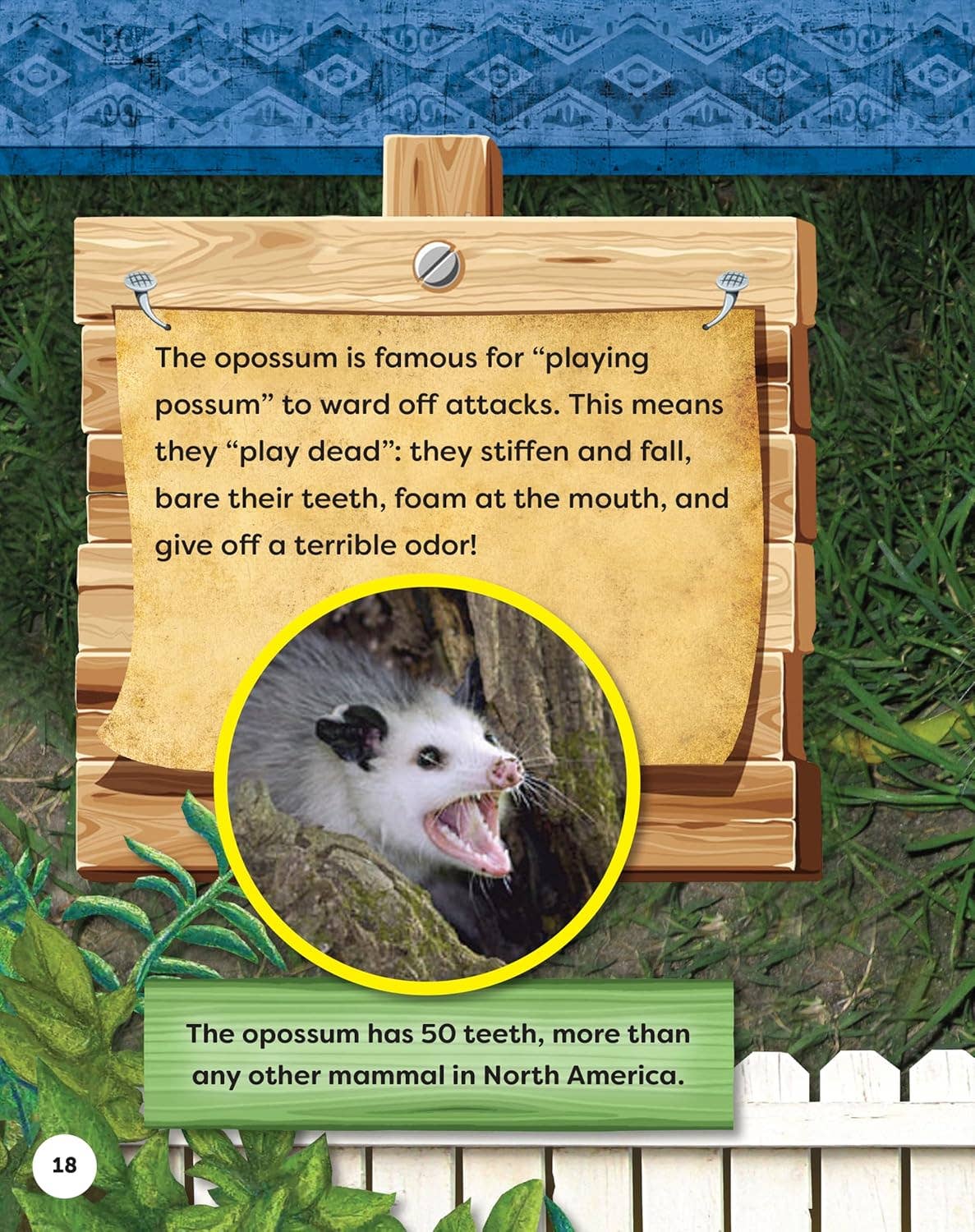 Fox Chapel Publishing - Kids' Backyard Safari: OPOSSUMS (HC) - Explore Their World!